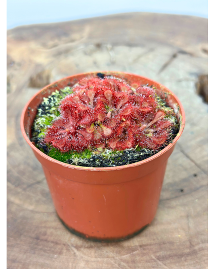 Zonnedauw "Capillaris x Spathulata" | ø 8,5 cm x ↕ 5 cm
