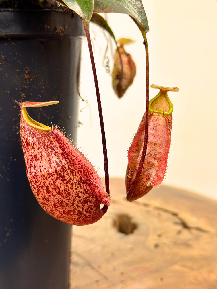 NIEUW: Bekerplant "x Suki" - groot | ø 12 cm x ↕ 15 cm