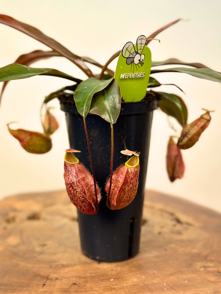 NIEUW: Bekerplant "x Suki" - groot | ø 12 cm x ↕ 15 cm