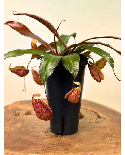 NIEUW: Bekerplant "x Suki" - groot | ø 12 cm x ↕ 15 cm