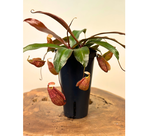 NIEUW: Bekerplant "x Suki" - groot | ø 12 cm x ↕ 15 cm