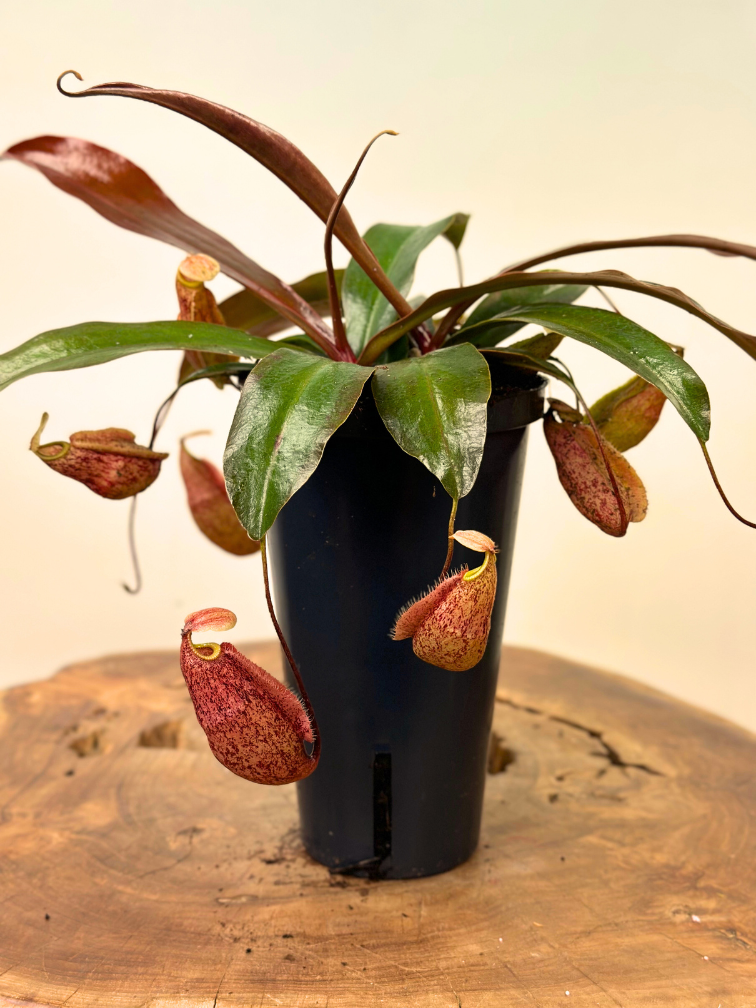 NIEUW: Bekerplant "x Suki" - groot | ø 12 cm x ↕ 15 cm