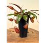 NIEUW: Bekerplant "x Suki" - groot | ø 12 cm x ↕ 15 cm