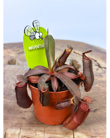 Bekerplant "Rebecca Soper" - klein | ø 8,5 cm x ↕ 5 cm
