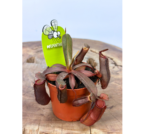 Bekerplant "Rebecca Soper" - klein | ø 8,5 cm x ↕ 5 cm