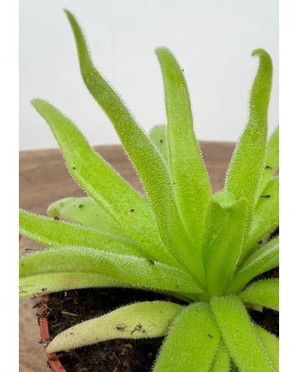 Vetblad "Aphrodite" | ø 8,5 cm x ↕ 10 cm