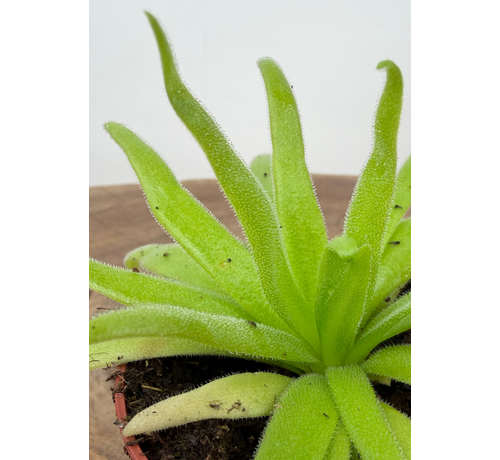 Vetblad "Aphrodite" | ø 8,5 cm x ↕ 10 cm