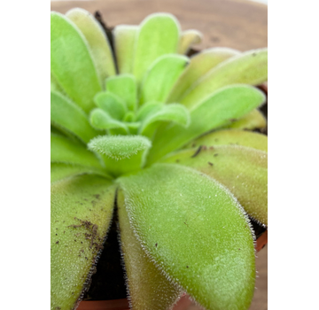 Vetblad "Gypsicola x Agnata" | ø 8,5 cm x ↕ 10 cm