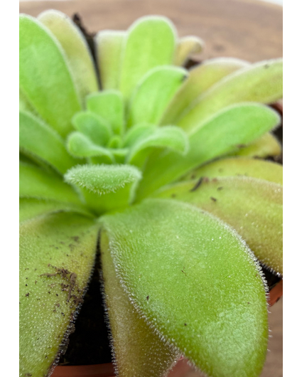 Vetblad "Gypsicola x Agnata" | ø 8,5 cm x ↕ 10 cm