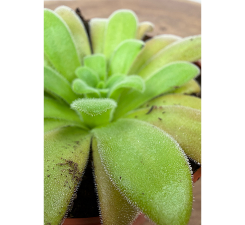 Vetblad "Gypsicola x Agnata" | ø 8,5 cm x ↕ 10 cm