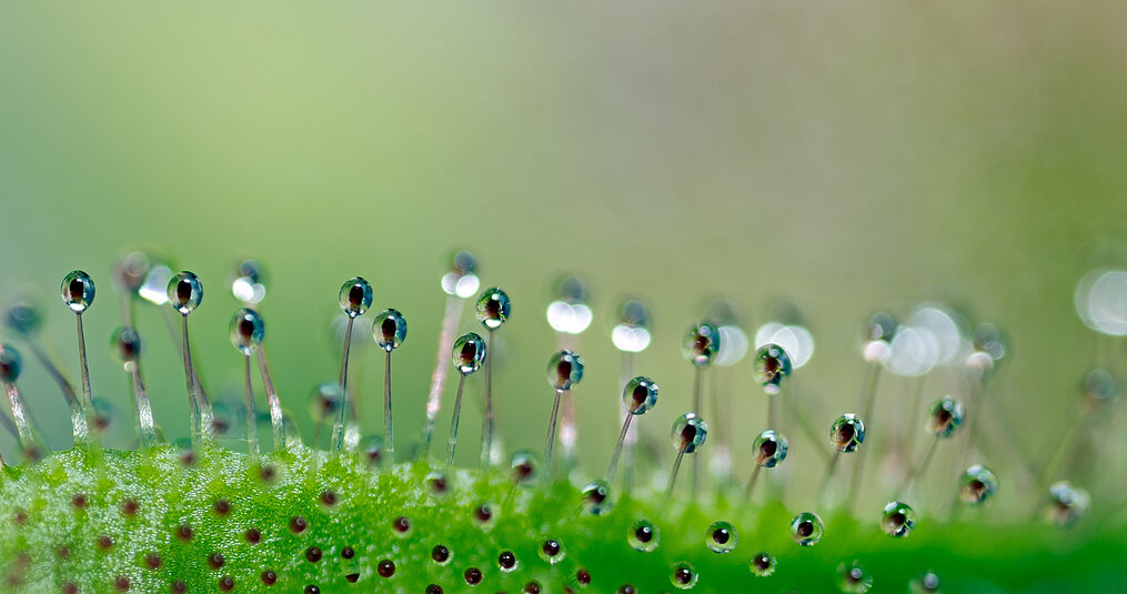 Hoe kan ik mijn Zonnedauw (Drosera) het beste herstellen?: