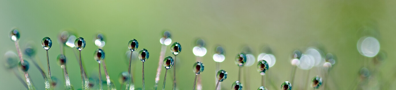 Hoe kan ik mijn Zonnedauw (Drosera) het beste herstellen?: