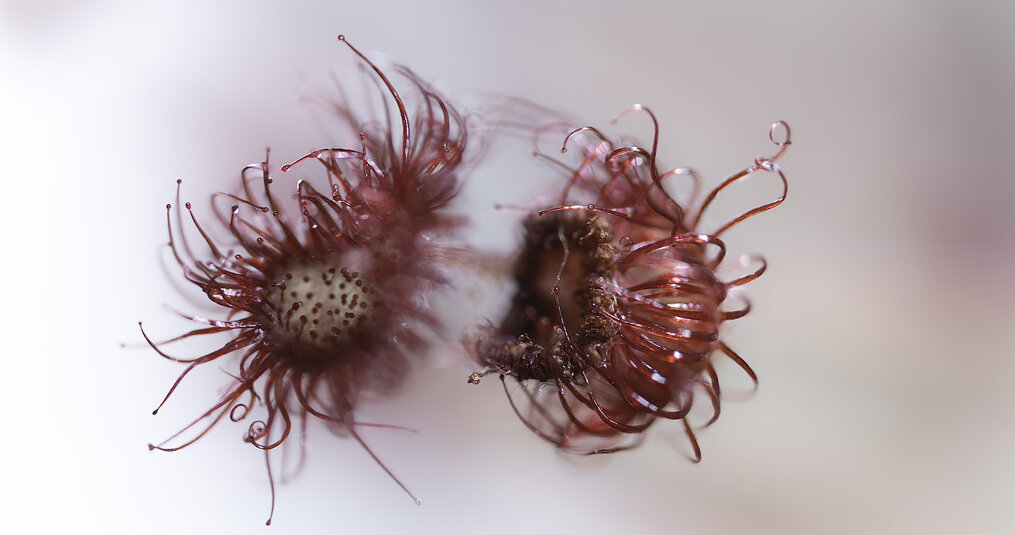 Wat gebeurt er als een vleesetende plant géén insecten krijgt?