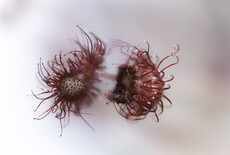 Wat gebeurt er als een vleesetende plant géén insecten krijgt?