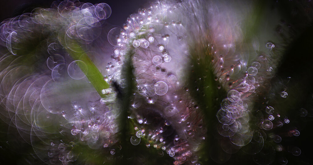 Vleesetende planten onder de microscoop