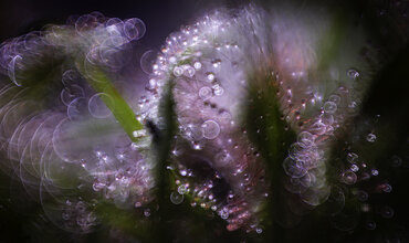 Vleesetende planten onder de microscoop