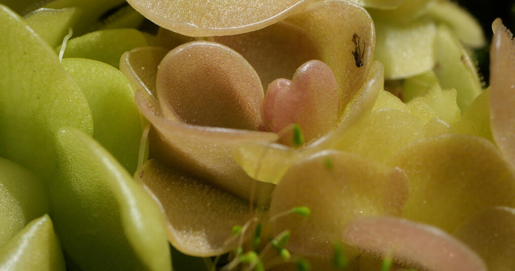 Waarom vleesetende planten ook therapie kunnen zijn
