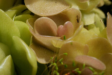 Waarom vleesetende planten ook therapie kunnen zijn