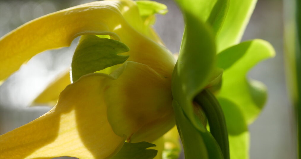 Waarom vleesetende planten eigenlijk helemaal niet zo ‘raar’ zijn