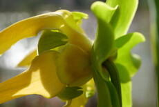 Waarom vleesetende planten eigenlijk helemaal niet zo ‘raar’ zijn