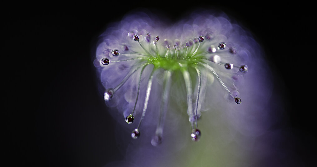 Planten die vlees eten én schattig zijn, bestaat dat?