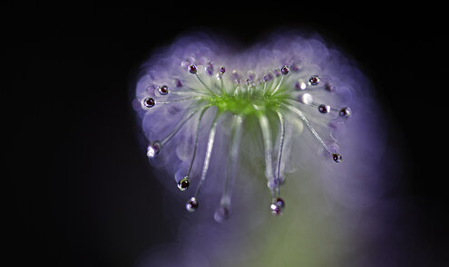 Planten die vlees eten én schattig zijn, bestaat dat?