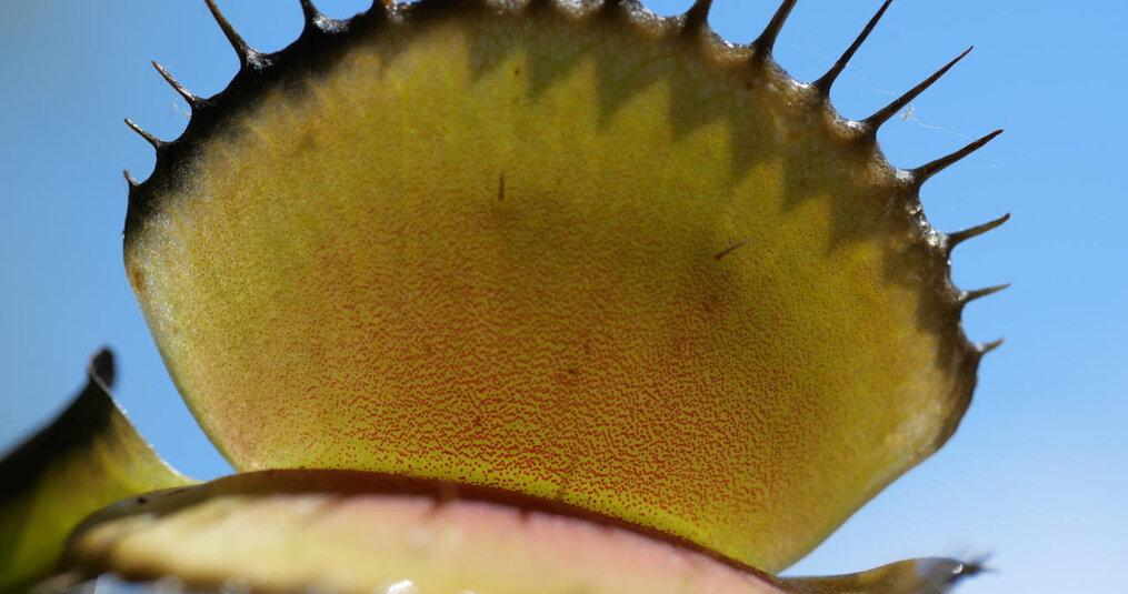 Mijn vleesetende plant ziet er ziek uit