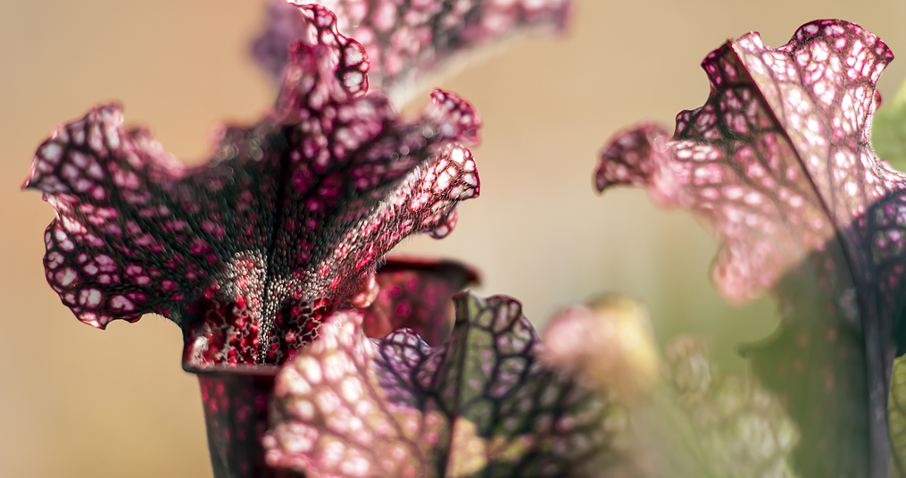 Vleesetende planten en duurzaamheid