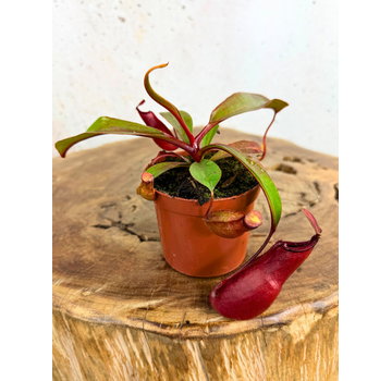 UNIEK - Bekerplant "Wish" | ø 8,5 cm x ↕ 5 cm