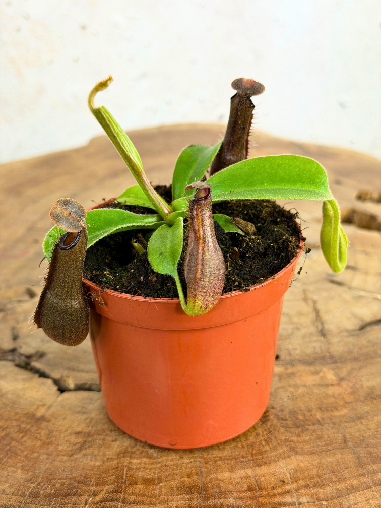 UNIEK - Bekerplant "Midnight" | ø 8,5 cm x ↕ 5 cm