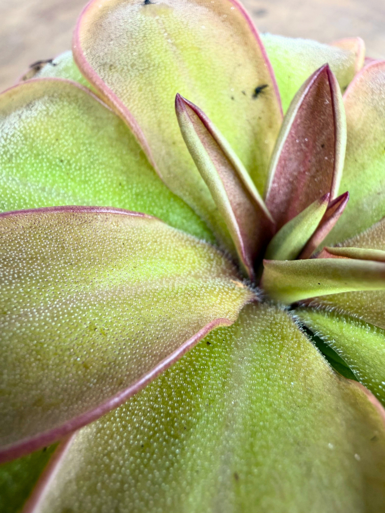 Vetblad "Emarginata x Hemiepiphytica" | ø 8,5 cm x ↕ 5 cm