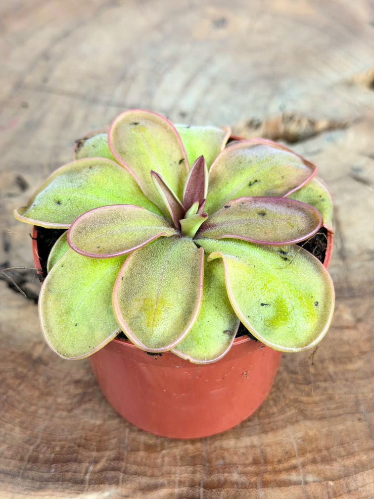 Vetblad "Emarginata x Hemiepiphytica" | ø 8,5 cm x ↕ 5 cm