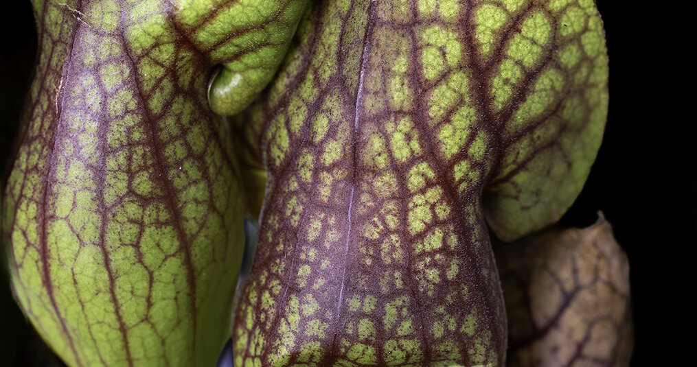 Een  maand lang alleen regenwater gebruiken voor jouw vleesetende planten