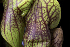 Een  maand lang alleen regenwater gebruiken voor jouw vleesetende planten