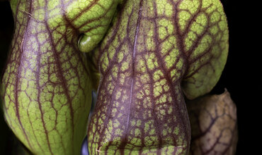 Een  maand lang alleen regenwater gebruiken voor jouw vleesetende planten