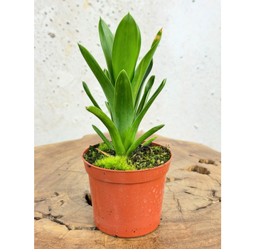 Brocchinia | ø 8,5 cm x ↕ 10-15 cm