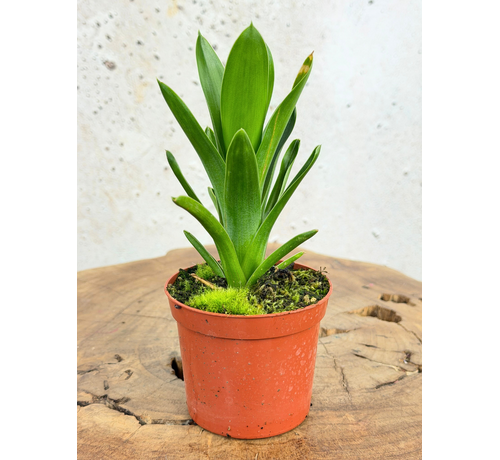 Brocchinia | ø 8,5 cm x ↕ 10-15 cm