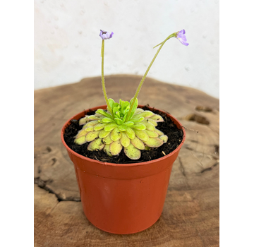 Vetblad "Gypsicola x Agnata" | ø 8,5 cm x ↕ 10 cm