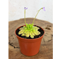 Vetblad "Gypsicola x Agnata" | ø 8,5 cm x ↕ 10 cm