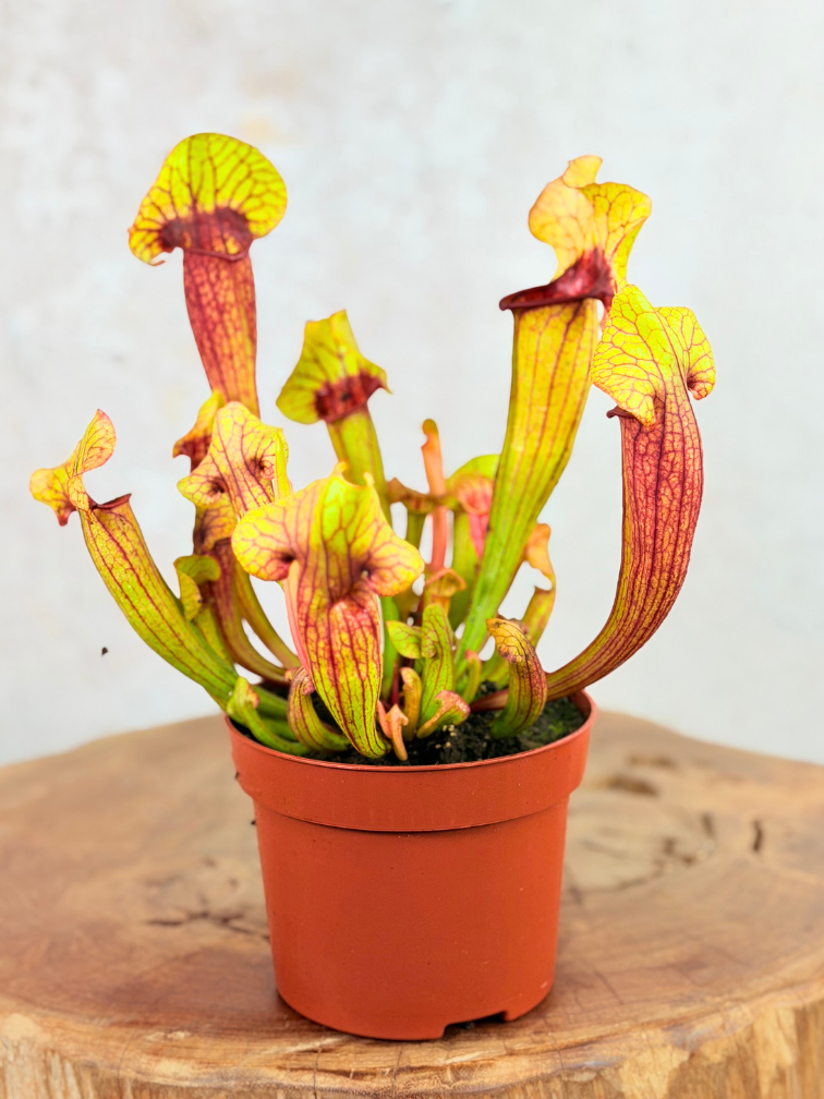 Trompetbekerplant "Fonn" - groot | ø 12 cm x ↕ 15-20 cm