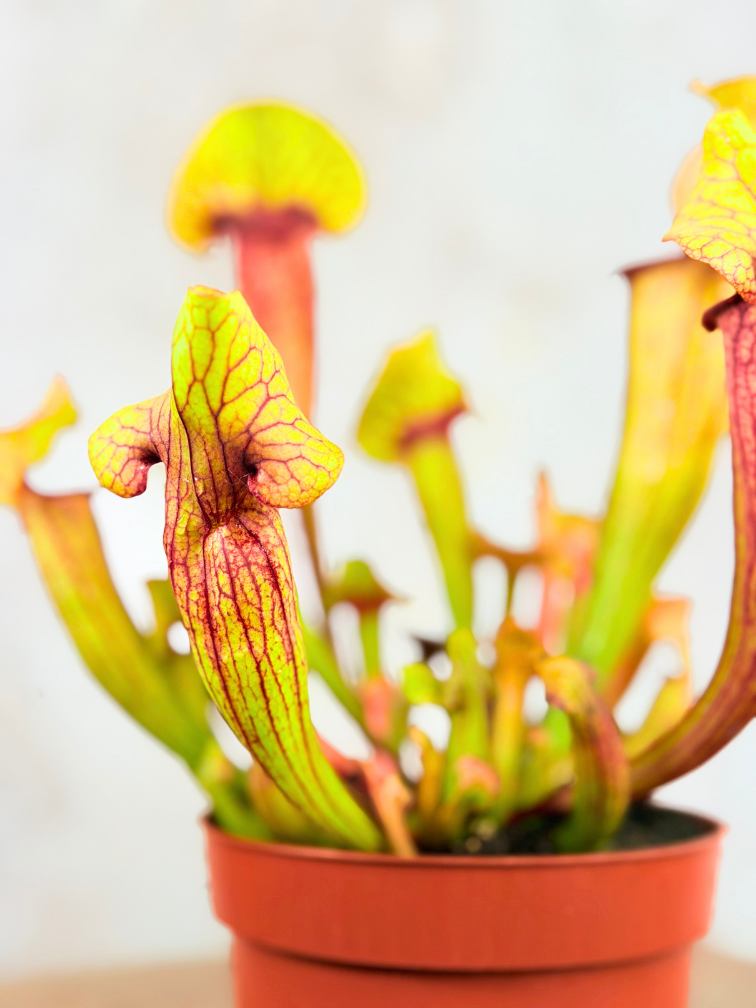 Trompetbekerplant "Fonn" - groot | ø 12 cm x ↕ 15-20 cm