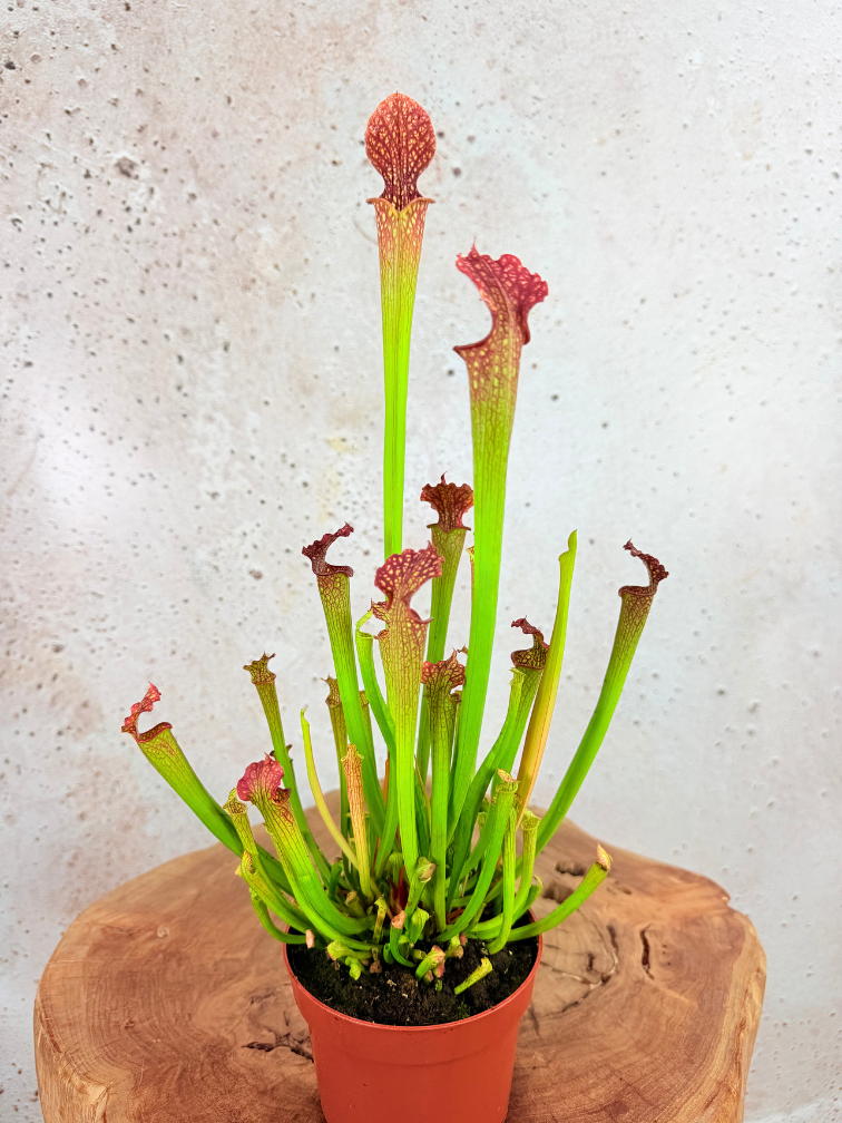 Trompetbekerplant "Farnhamii" - groot | ø 12 cm x ↕ 25-30 cm