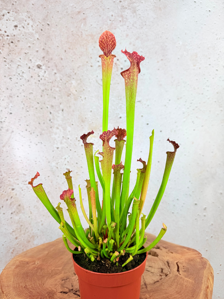 Trompetbekerplant "Farnhamii" - groot | ø 12 cm x ↕ 25-30 cm