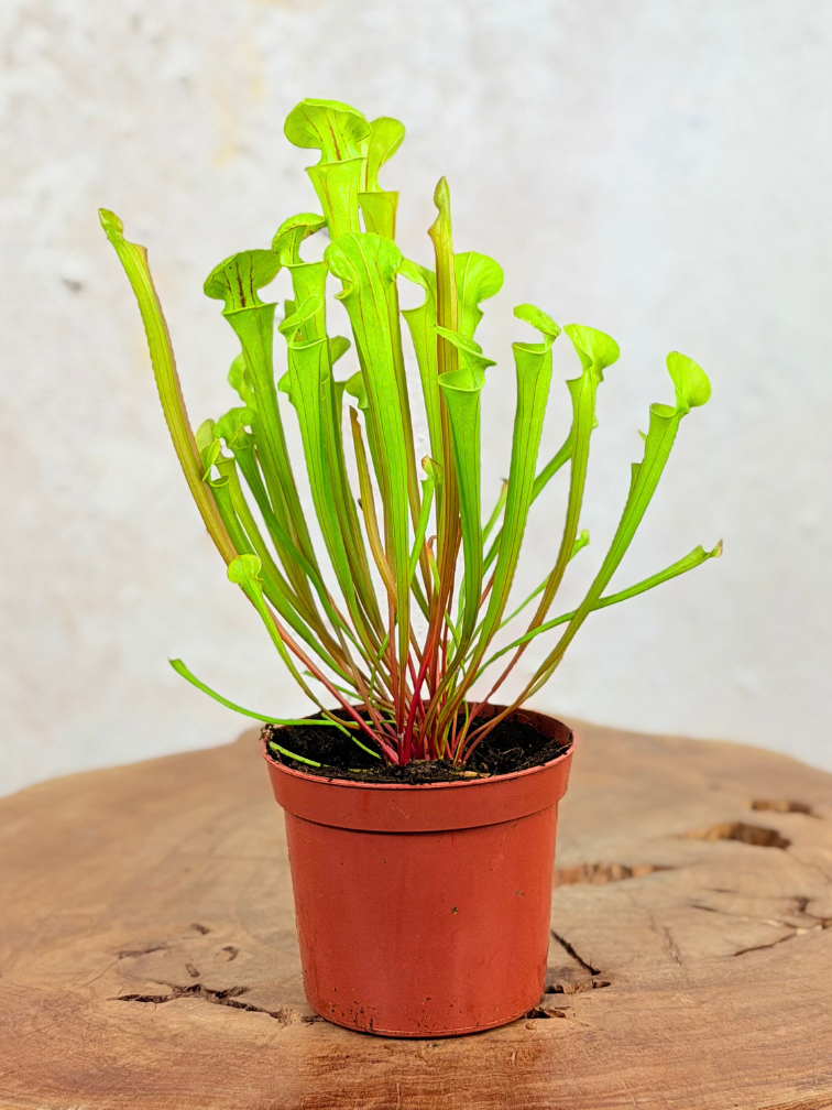Trompetbekerplant "Flava" | ø 8,5 cm x ↕ 15 cm