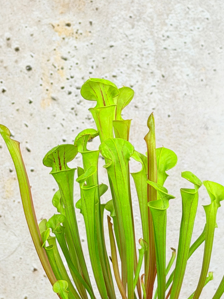 Trompetbekerplant "Flava" | ø 8,5 cm x ↕ 15 cm