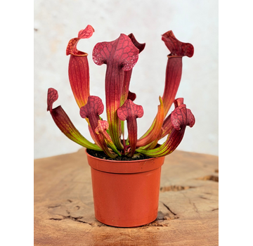 Trompetbekerplant "Tess" | ø 8,5 cm x ↕ 15 cm