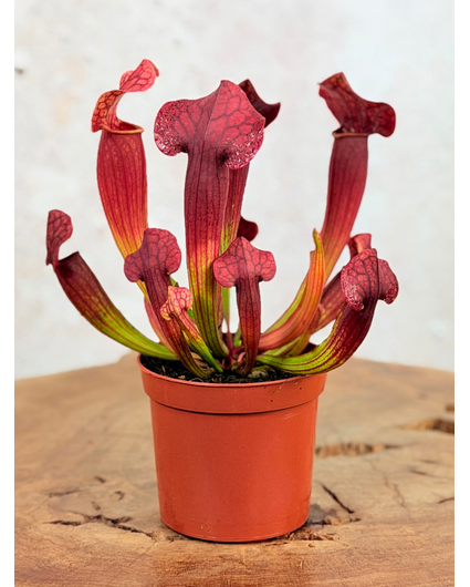 Trompetbekerplant "Tess" | ø 8,5 cm x ↕ 15 cm