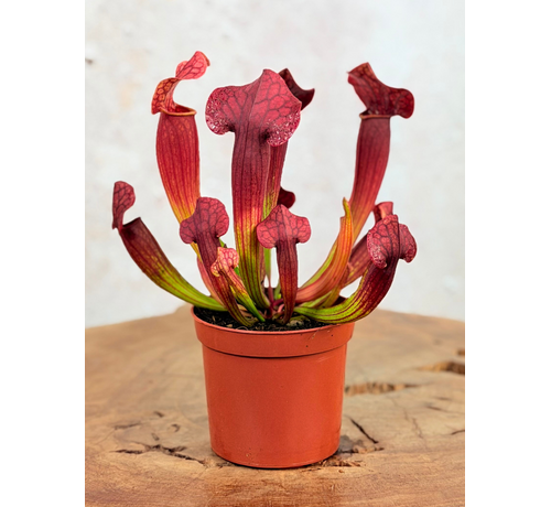Trompetbekerplant "Tess" | ø 8,5 cm x ↕ 15 cm
