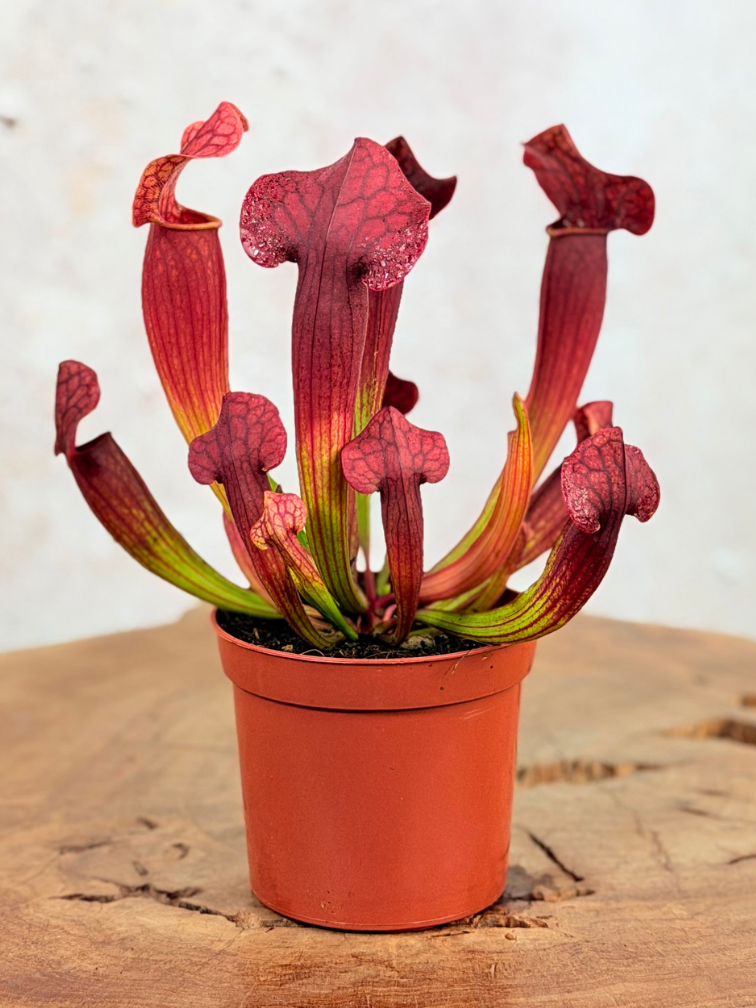 Trompetbekerplant "Tess" | ø 8,5 cm x ↕ 15 cm