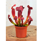 Trompetbekerplant "Tess" | ø 8,5 cm x ↕ 15 cm